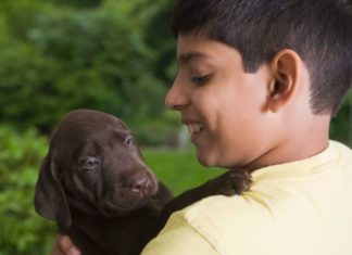 Boy with labrador puppy