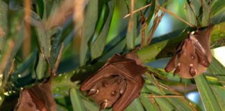 Fruit bats