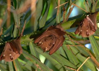 Fruit bats