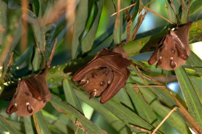 Fruit bats