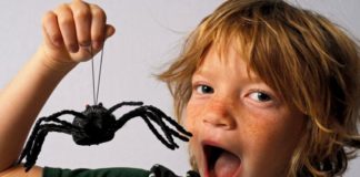Boy with big toy spider.