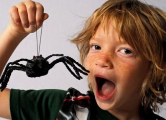 Boy with big toy spider.