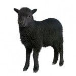 Black sheep