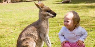 little girl with a kangaroo