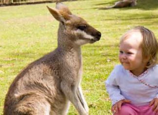 little girl with a kangaroo
