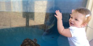 Happy toddler hangs off of glass at aquarium. There is a turtle swimming behind the glass.