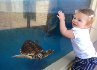 Happy toddler hangs off of glass at aquarium. There is a turtle swimming behind the glass.