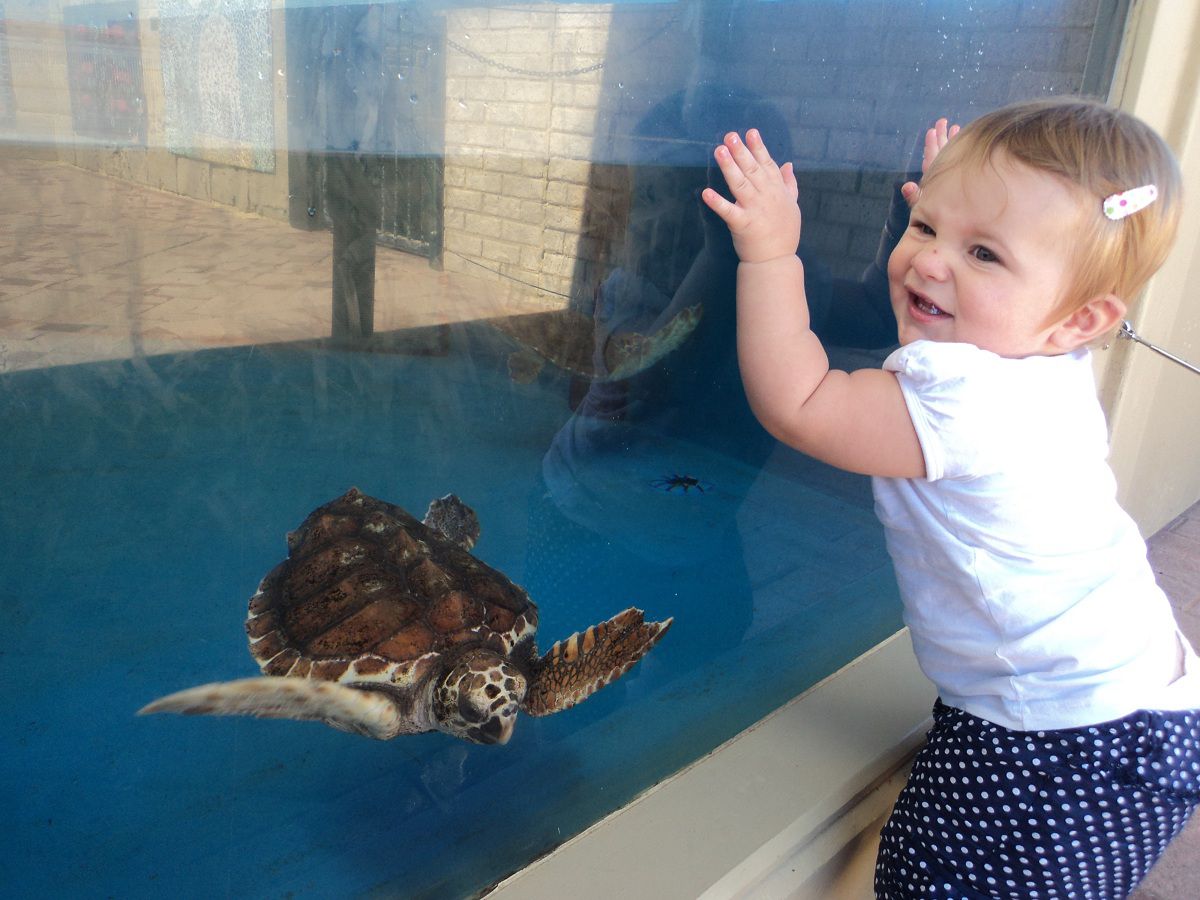 Happy toddler hangs off of glass at aquarium. There is a turtle swimming behind the glass.