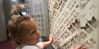 A little girl looks at the butterfly display at a museum.