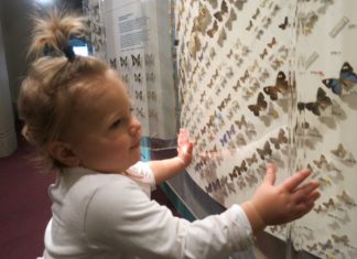 A little girl looks at the butterfly display at a museum.