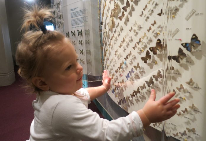 A little girl looks at the butterfly display at a museum.