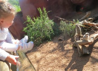 Child at zoo