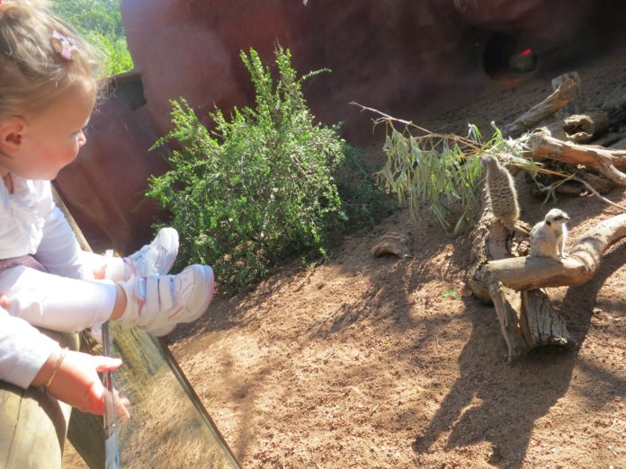 Child at zoo