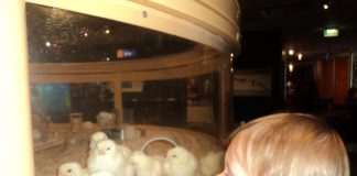 A little girl looks into a glass box of baby chicks.