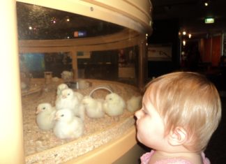 A little girl looks into a glass box of baby chicks.