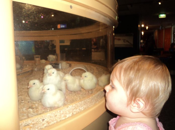 A little girl looks into a glass box of baby chicks.