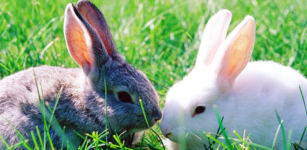 Kids craft - Easter Bunny ears