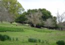 Trees and sheep