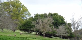 Golden Valley Tree Park