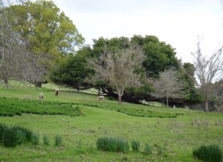 Golden Valley Tree Park