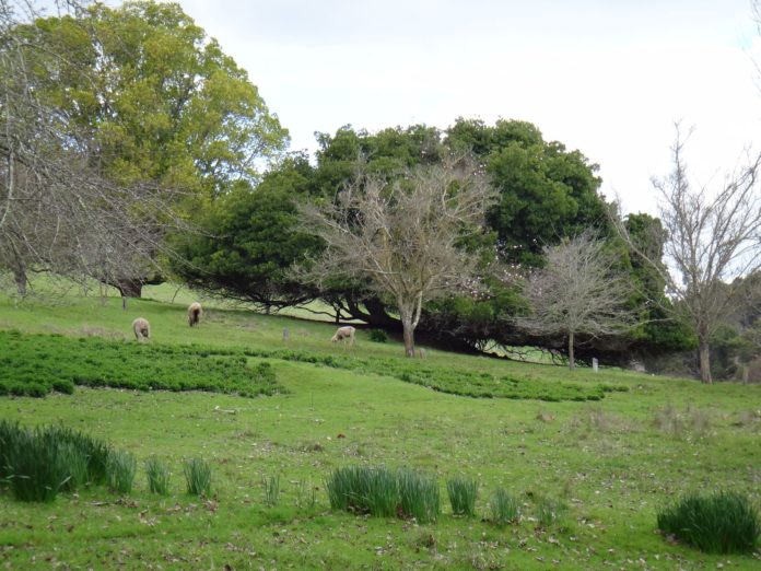 Golden Valley Tree Park